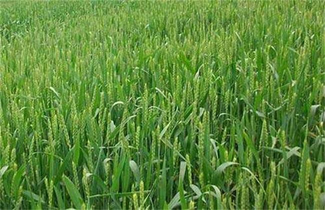 Reasons for Winter Wheat Flourishing