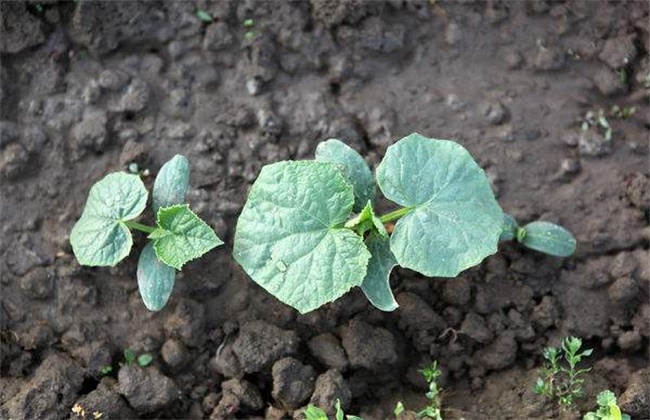 Causes and Preventive measures of rigid Cucumber seedlings