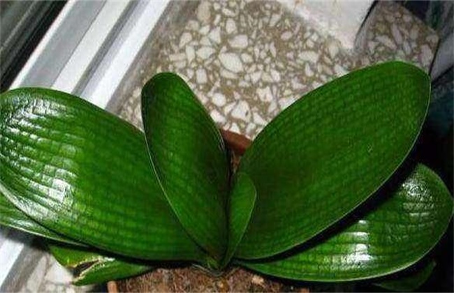 Analysis on the causes of pleating in the leaves of Cymbidium