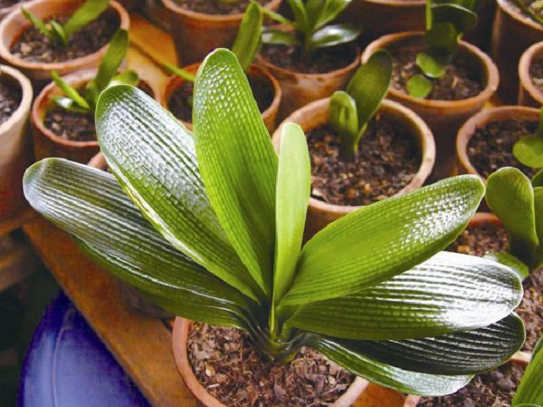 How to distinguish flowers from yin and yang by looking at leaves