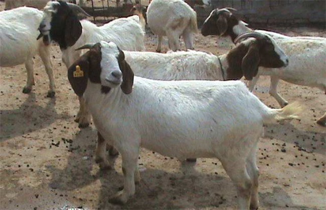 Reasons for the decrease of food intake in mutton sheep