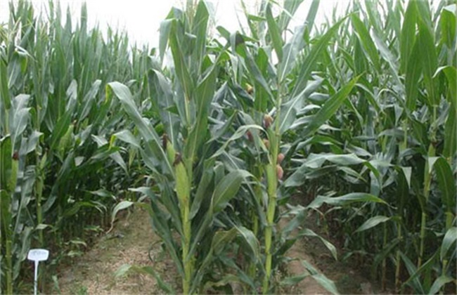 Management method of ear stage of Maize