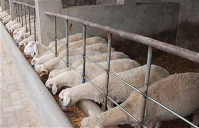 Key points of epidemic prevention in raising sheep in winter