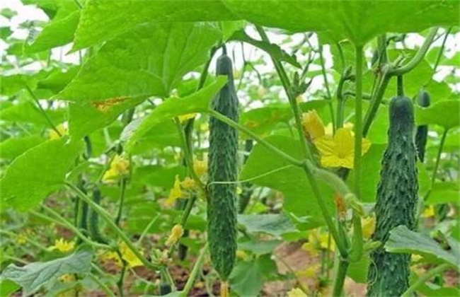 Pay attention to the main points of cucumber falling vine