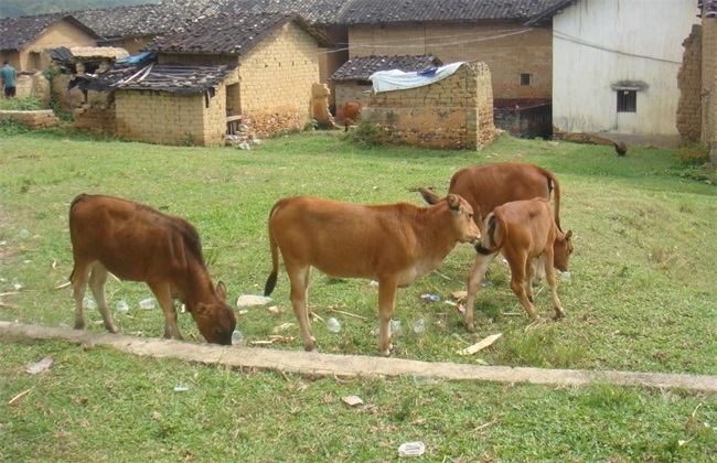 Common problems that newborn calves should pay attention to