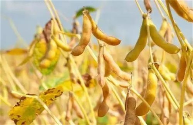 What is the reason for the empty soybean pods?