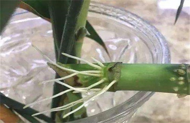 What if the rich bamboo doesn't take root?