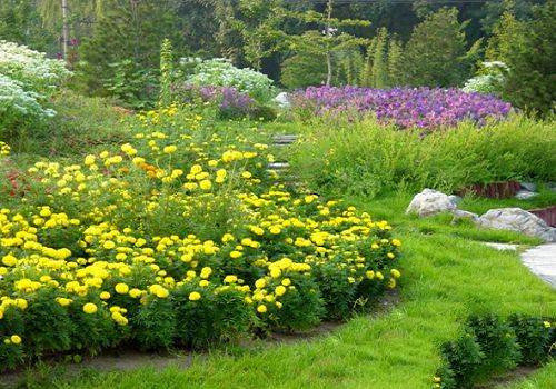 How to sow herbaceous flowers in open field