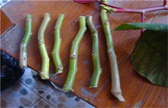 Cutting method and time of poinsettia