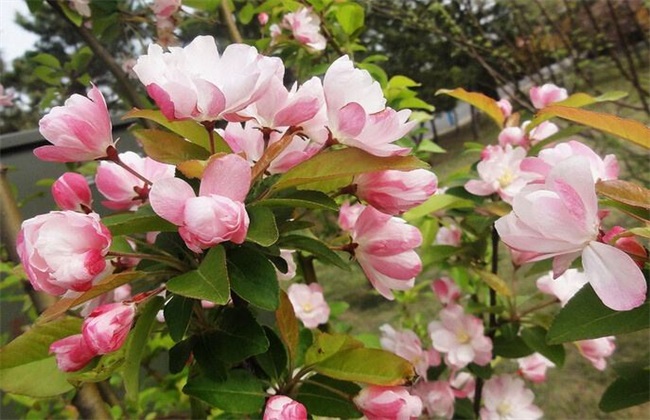 Cutting propagation method of crabapple flower