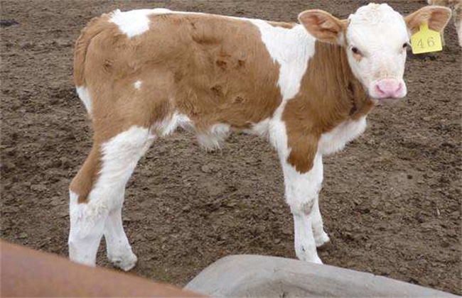 When will the calf be weaned?