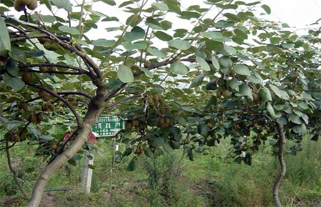 How to divide kiwifruit trees into male and female