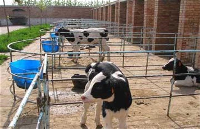 How to raise calves after weaning