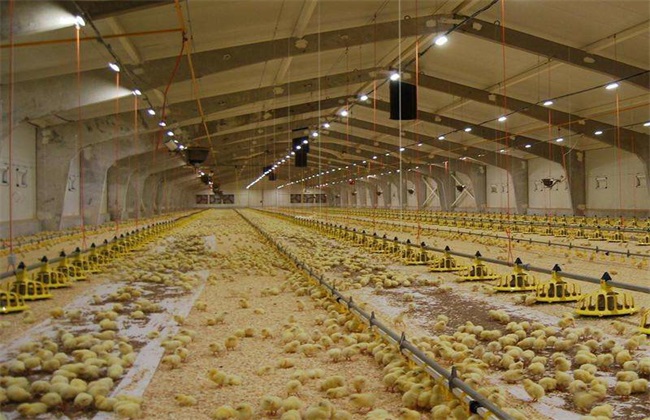 Environmental factors causing stress in chickens