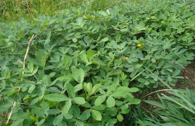 High-yield planting techniques of Autumn Peanut