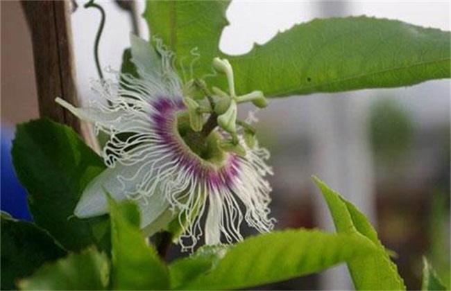 How to make passion fruit blossom quickly