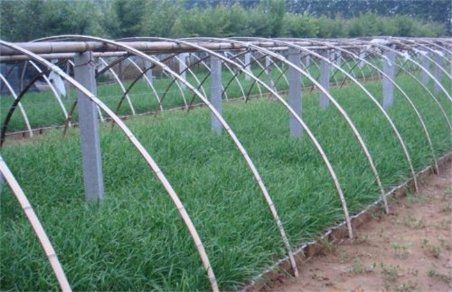 Management techniques before and after withholding shed of leek in winter