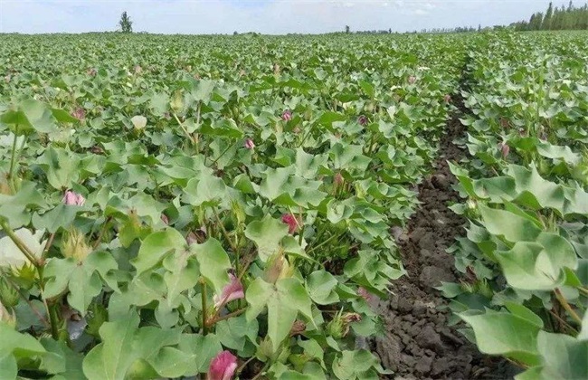 How to manage the flowering and Boll stage of Cotton