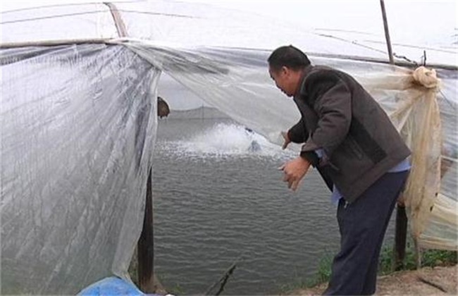 Matters needing attention in aquaculture in winter