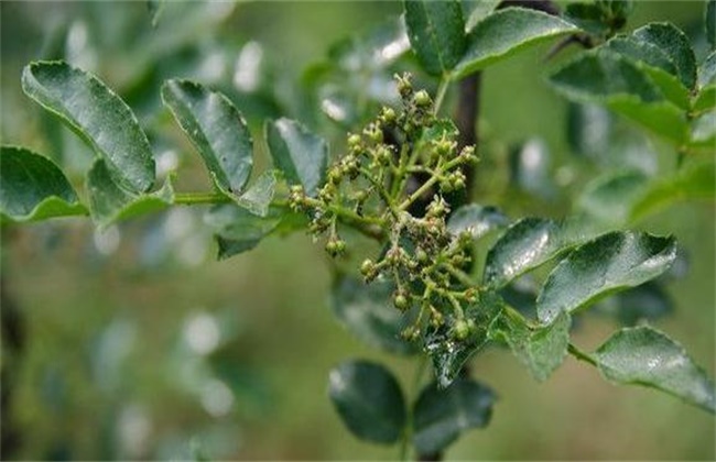 How to control aphids in Chinese prickly ash