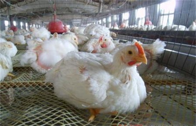 How to improve the evenness of broilers