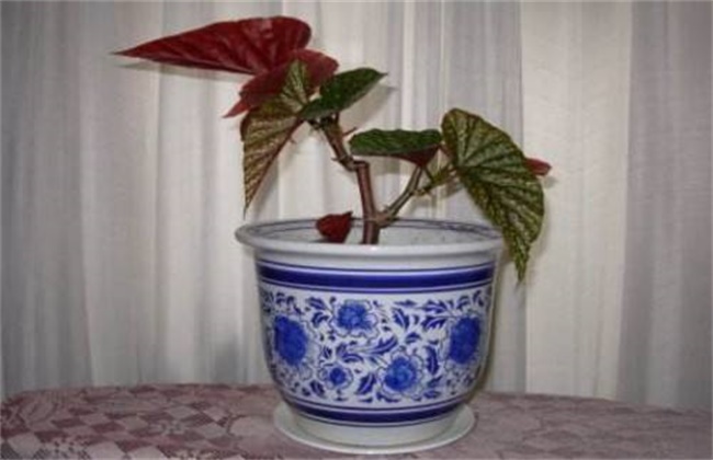 The method of changing the basin of bamboo begonia