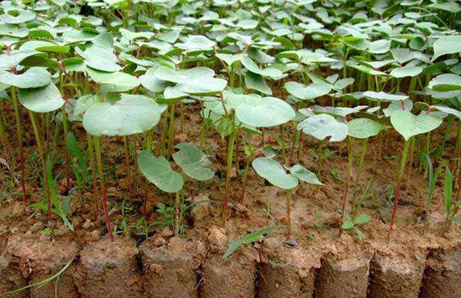 Cotton pre-planting preparation