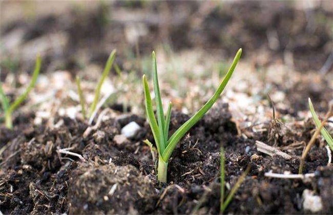 How to grow garlic in winter