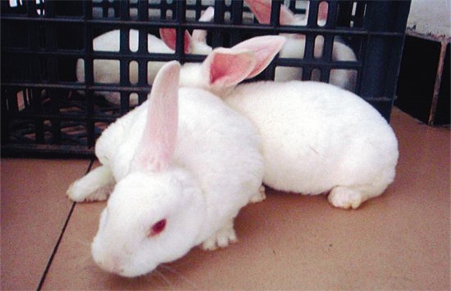 Rex rabbit breeding precautions