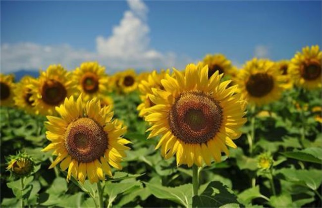 The reasons for the reduction of sunflower production