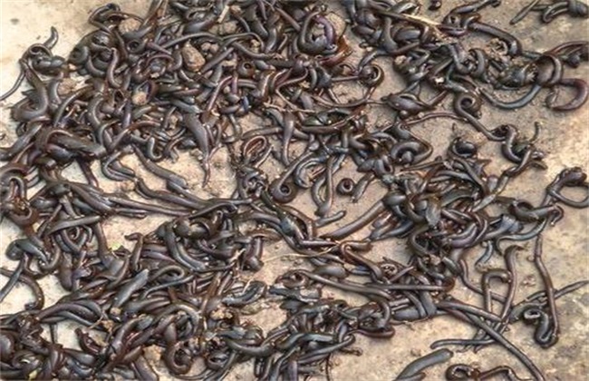 Key points of leech culture