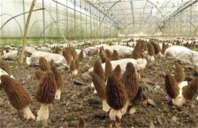 Key factors of Morchella cultivation