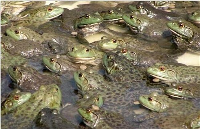 Matters needing attention in bullfrog breeding