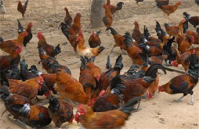 How do free-range chickens survive the winter?