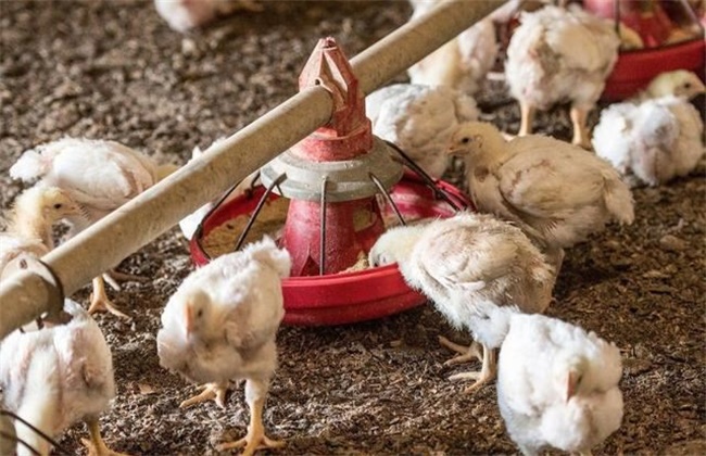 The function of laying sand in chicken house and matters needing attention