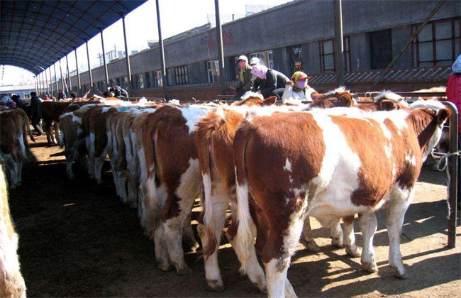 Fattening technology of shelf cattle