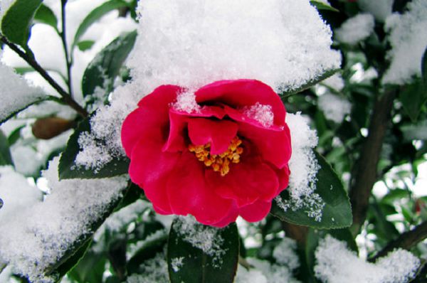 Which flowers bloom in winter? take an inventory of ten kinds of flowers that bloom in winter.