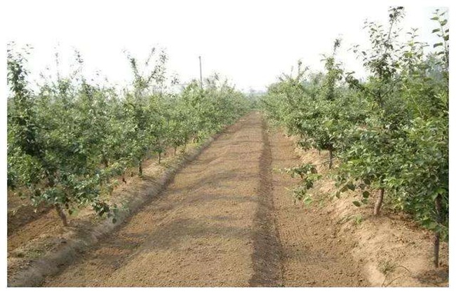 How to irrigate frozen water in apple orchard