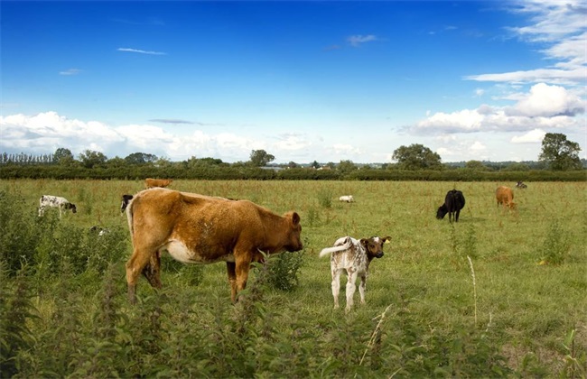 Grazing and feeding techniques of bred cattle