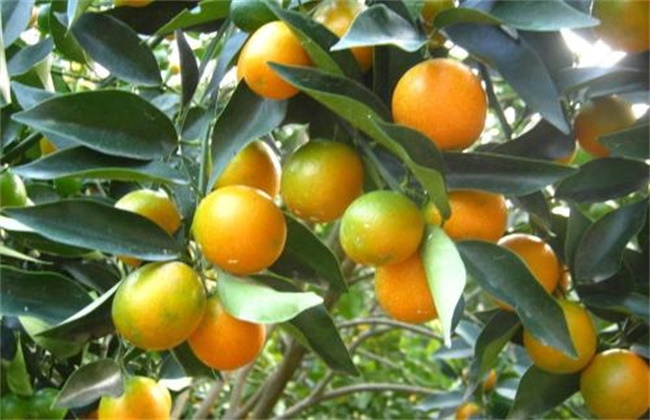 Planting techniques of crispy kumquat