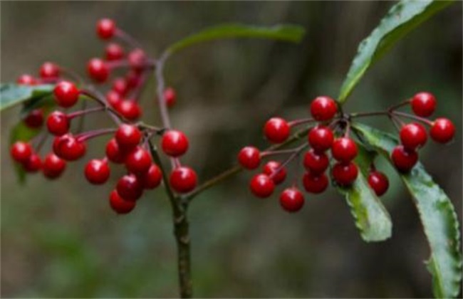 Propagation methods of cinnabar root