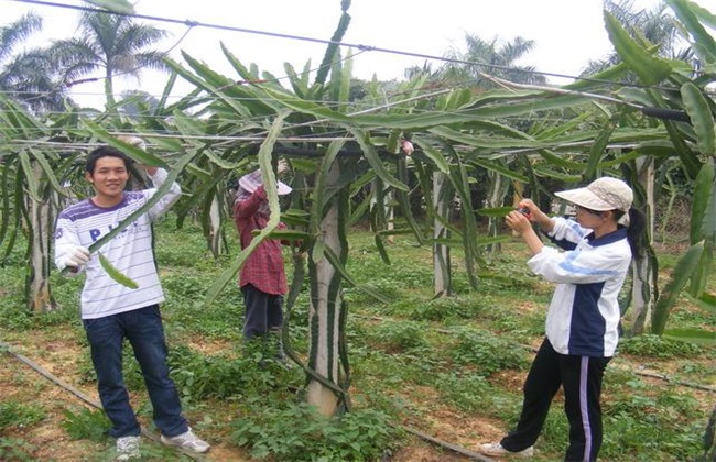 Matters needing attention in pruning dragon fruit