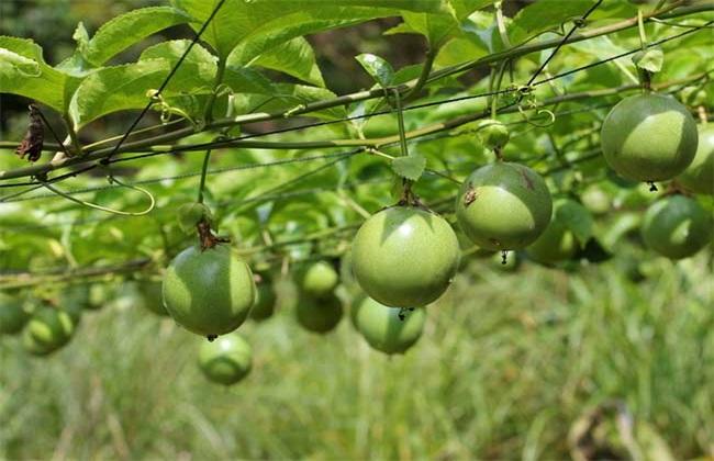 How to deal with passion fruit tendrils