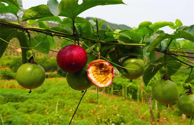 Effect of high temperature weather on passion fruit