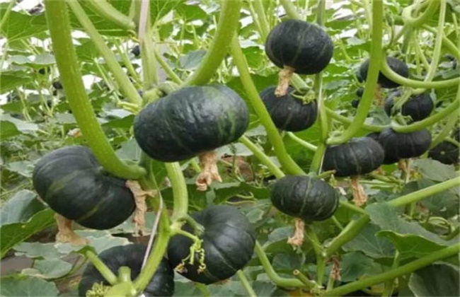 Cultivation techniques of Chestnut Pumpkin