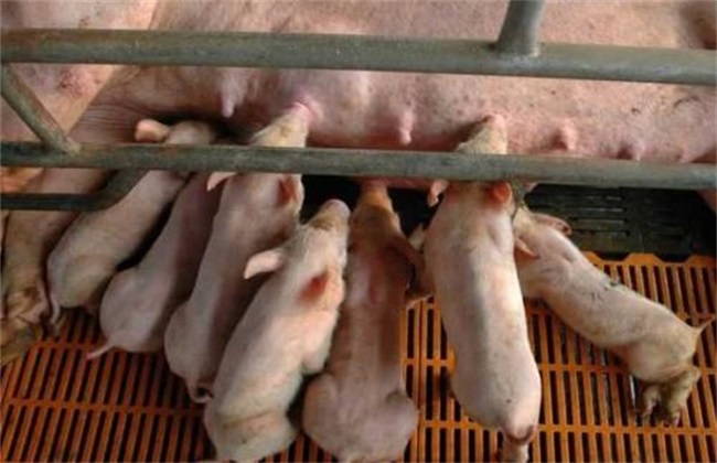 The harm of insufficient milk in sows