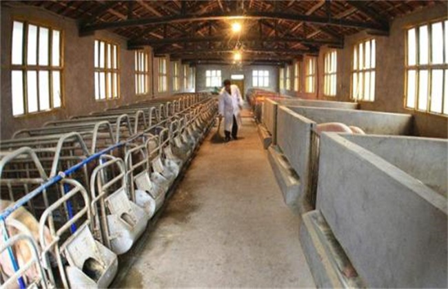 Key points of feeding and Management of Pig Farm in Winter