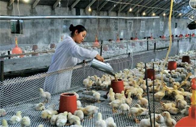 Matters needing attention in broiler breeding in winter