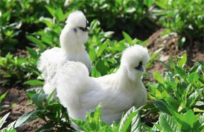 Matters needing attention in black-bone chicken breeding