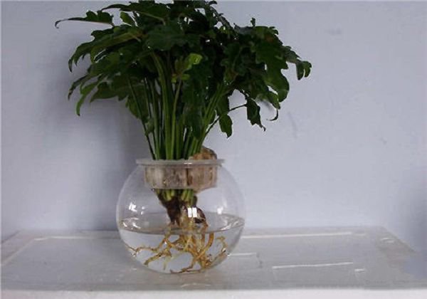 Why do hydroponic flowers need to change water frequently?